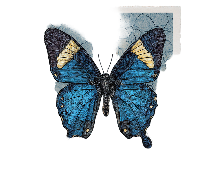 Vintage Butterfly Illustration V7 Vinyl Car Decal Sticker – Waterproof & UV-Resistant 3.2"