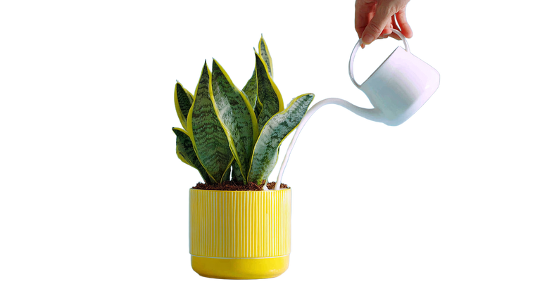 Watering Snake Plant Vinyl Car Decal Sticker – Waterproof & UV-Resistant 2.72"