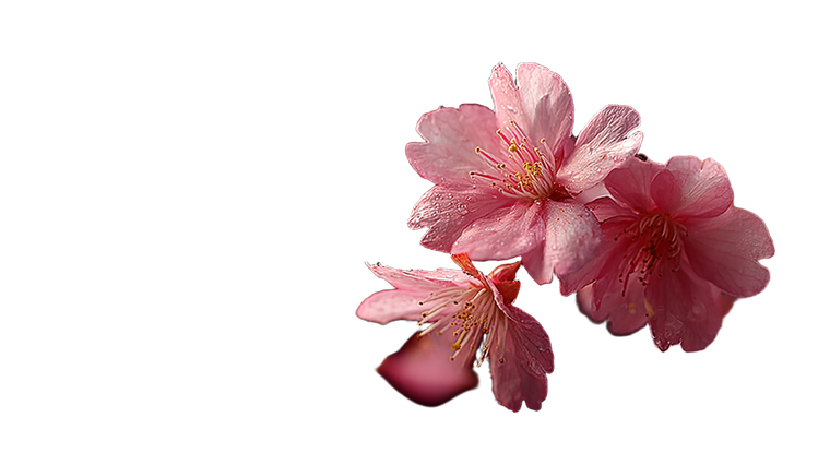 Falling Cherry Blossoms V2 Vinyl Car Decal Sticker – Waterproof & UV-Resistant 5.4