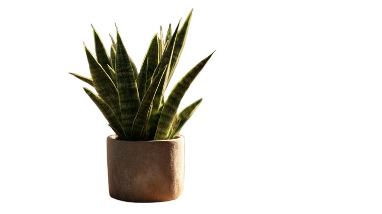 Potted Sansevieria Plant Vinyl Car Decal Sticker – Waterproof & UV-Resistant 2.72"