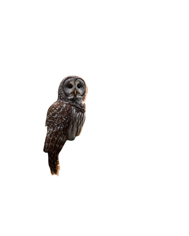 Majestic Owl Perched V11 Vinyl Car Decal Sticker – Waterproof & UV-Resistant 4.0"