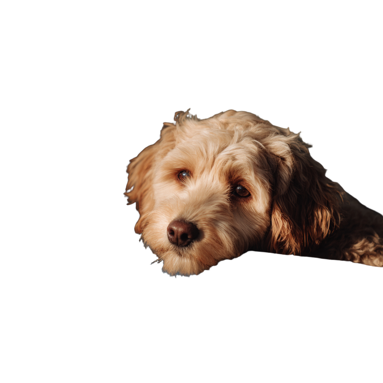 Dog In Car V6 Vinyl Car Decal Sticker – Waterproof & UV-Resistant 3.4133333333333336"