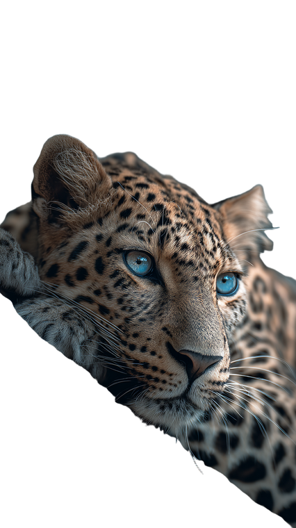 Leopard On Branch V5 Vinyl Car Decal Sticker – Waterproof & UV-Resistant 9.706666666666667"