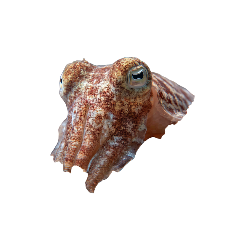 Camouflaged Cuttlefish Vinyl Car Decal Sticker – Waterproof & UV-Resistant 3.4133333333333336"