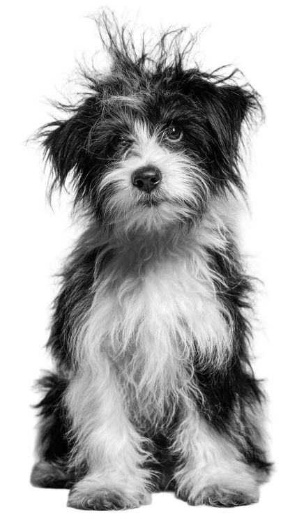 Cartoon Shaggy Dog Vinyl Car Decal Sticker – Waterproof & UV-Resistant 4.8533333333333335"