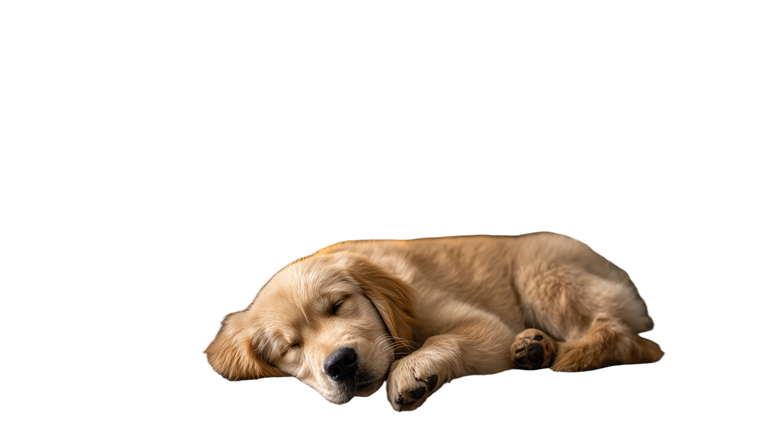 Sleeping Golden Retriever V35 Vinyl Car Decal Sticker – Waterproof & UV-Resistant 2.72"