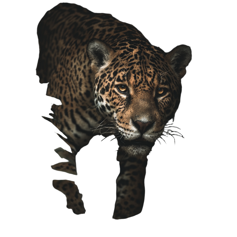 Jaguar In Shadows Vinyl Car Decal Sticker – Waterproof & UV-Resistant 3.4133333333333336"