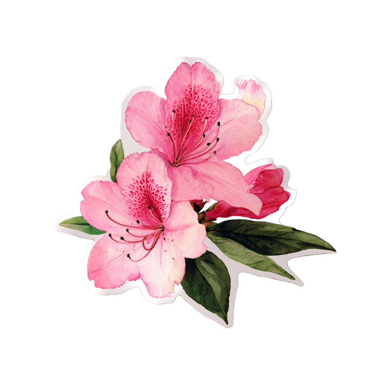Pink Azalea Sticker Vinyl Car Decal Sticker – Waterproof & UV-Resistant 3.4133333333333336"