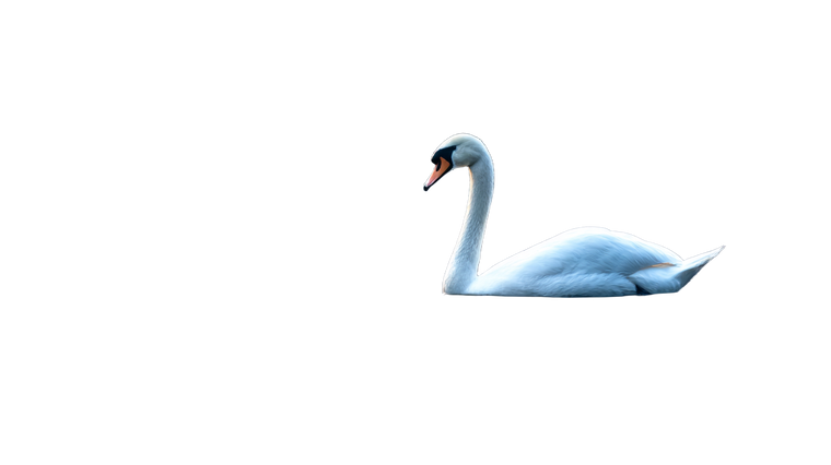 Swan On Lake V2 Vinyl Car Decal Sticker – Waterproof & UV-Resistant 5.4