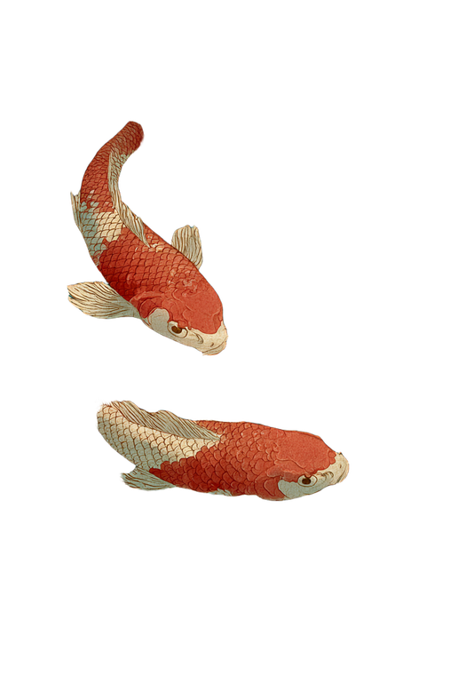 Koi Fish Print V4 Vinyl Car Decal Sticker – Waterproof & UV-Resistant 8.96"