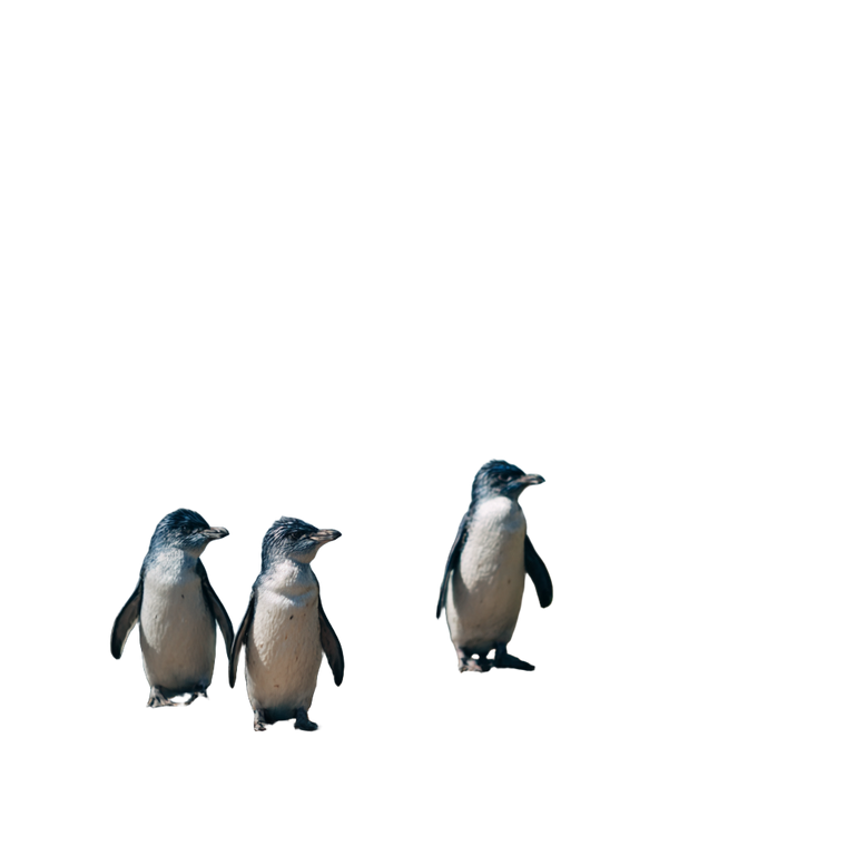 Penguins On Island Vinyl Car Decal Sticker – Waterproof & UV-Resistant 3.4133333333333336"