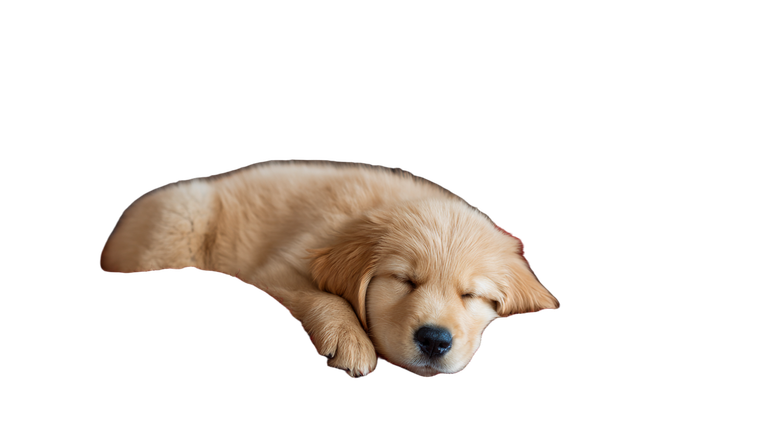 Sleeping Golden Retriever V37 Vinyl Car Decal Sticker – Waterproof & UV-Resistant 2.72"