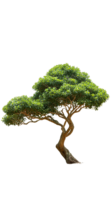 Sculptural Syzygium Tree Vinyl Car Decal Sticker – Waterproof & UV-Resistant 10.2