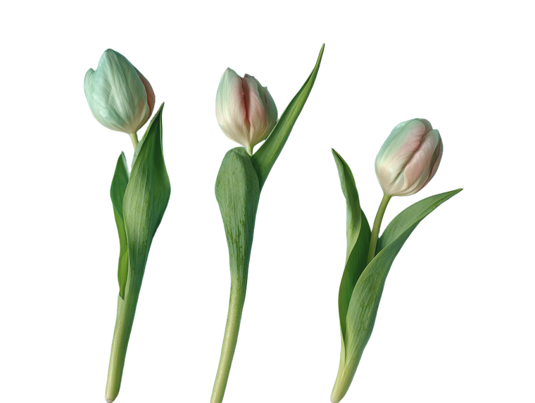 Tulip Stems Arrangement Vinyl Car Decal Sticker – Waterproof & UV-Resistant 6.1866666666666665"