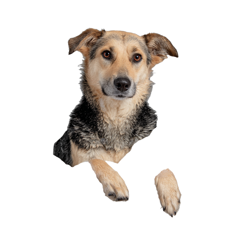 Dog In Bath Vinyl Car Decal Sticker – Waterproof & UV-Resistant 6.826666666666667"