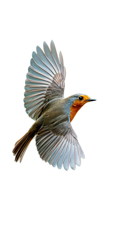 Robin In Flight V2 Vinyl Car Decal Sticker – Waterproof & UV-Resistant 9.706666666666667"