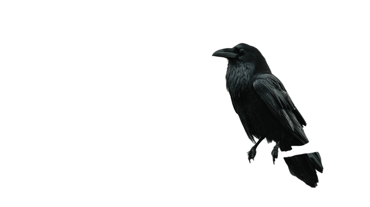 Raven On Branch V9 Vinyl Car Decal Sticker – Waterproof & UV-Resistant 5.4