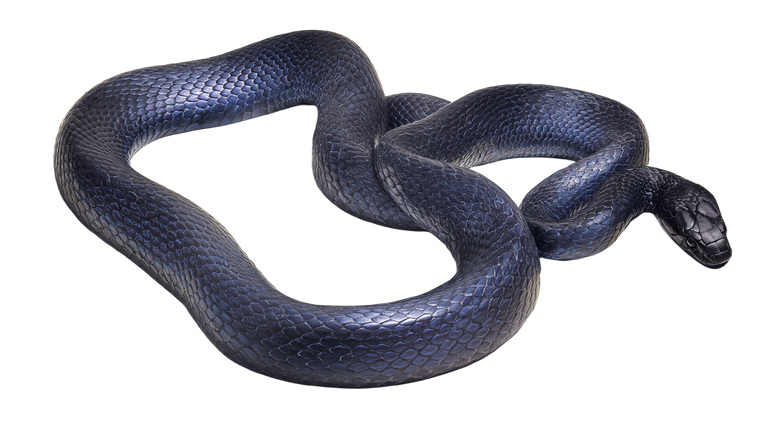 Curled Cobalt Snake Vinyl Car Decal Sticker – Waterproof & UV-Resistant 5.4