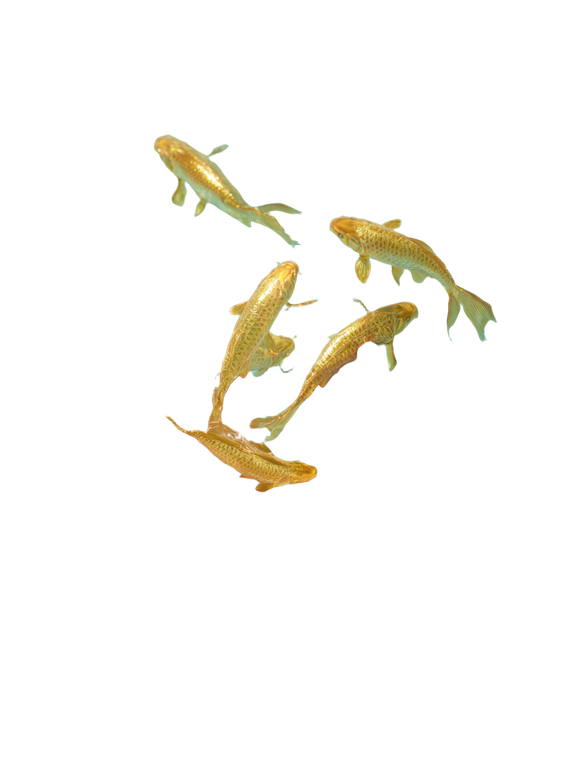 Hands Releasing Carp Vinyl Car Decal Sticker – Waterproof & UV-Resistant 8.213333333333333"