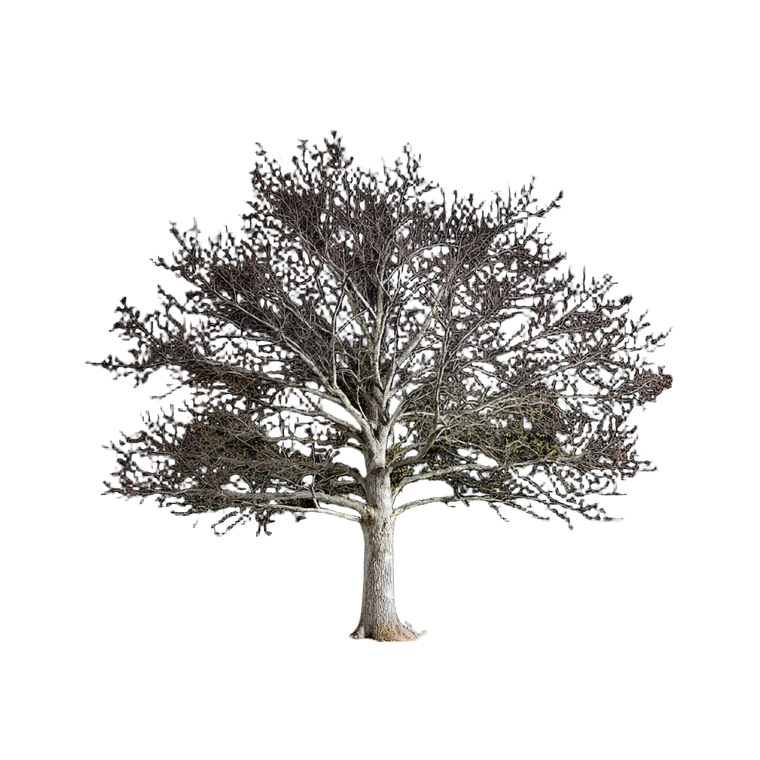 Young Oak Tree V2 Vinyl Car Decal Sticker – Waterproof & UV-Resistant 6.826666666666667"