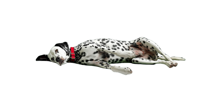Dalmatian On Sofa Vinyl Car Decal Sticker – Waterproof & UV-Resistant 5.4