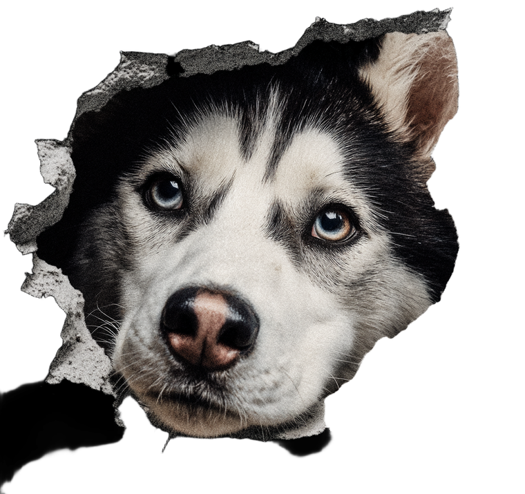 Husky Peeking Sticker Vinyl Car Decal Sticker – Waterproof & UV-Resistant 3.4133333333333336"