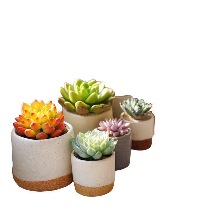 Succulent Pots Corner Vinyl Car Decal Sticker – Waterproof & UV-Resistant 3.4133333333333336"