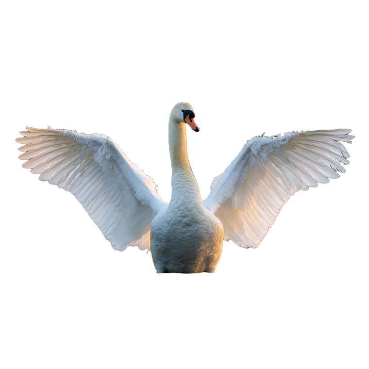 Swan With Wings Vinyl Car Decal Sticker – Waterproof & UV-Resistant 3.4133333333333336"