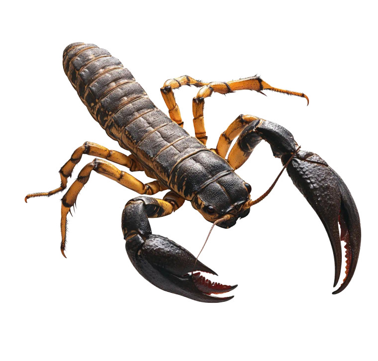 Scorpion Full Body White Vinyl Car Decal Sticker – Waterproof & UV-Resistant 4.19"