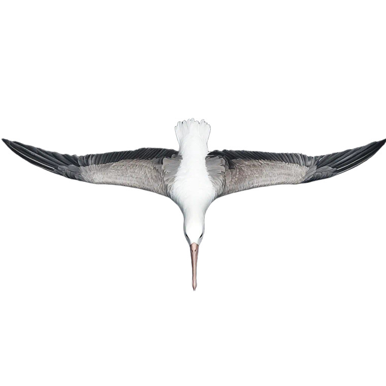 Albatross Flying Topdown Vinyl Car Decal Sticker – Waterproof & UV-Resistant 4.0"