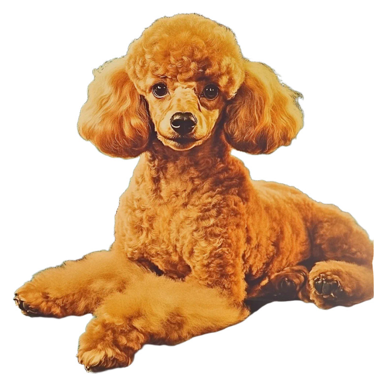 1950S Toy Poodle Poster Vinyl Car Decal Sticker – Waterproof & UV-Resistant 4.0"