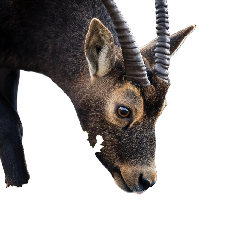 Alpine Chamois Seedling Closeup Vinyl Car Decal Sticker – Waterproof & UV-Resistant 4.0"