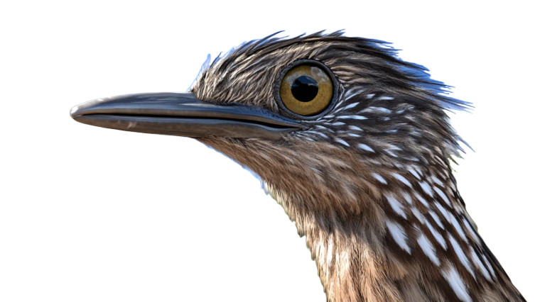 Arizona Desert Roadrunner Photo Vinyl Car Decal Sticker – Waterproof & UV-Resistant 7.14"