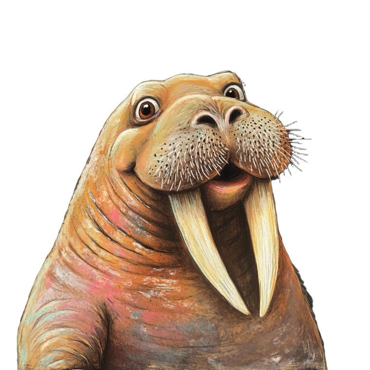 Cute Walrus Caricature Vinyl Car Decal Sticker – Waterproof & UV-Resistant 4.0"