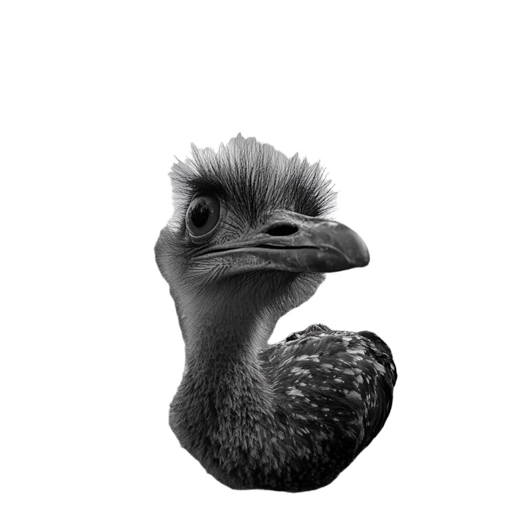 Emu Bird Fisheye Vinyl Car Decal Sticker – Waterproof & UV-Resistant 4.0"