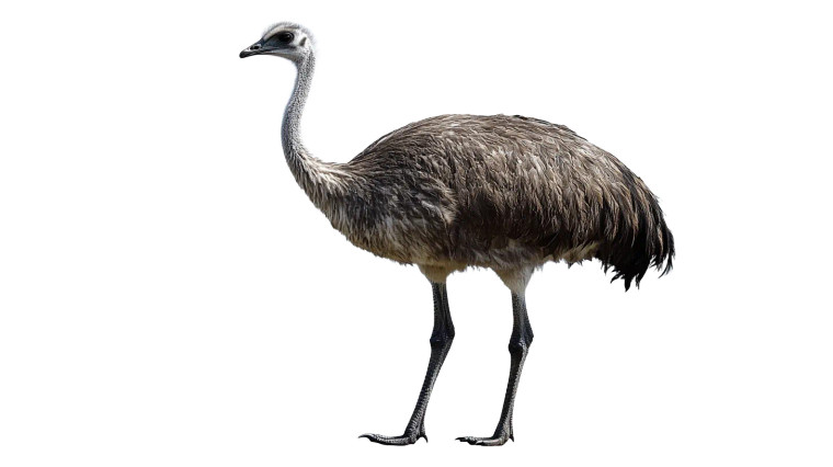 Emu Full Body Transparency Vinyl Car Decal Sticker – Waterproof & UV-Resistant 7.14"
