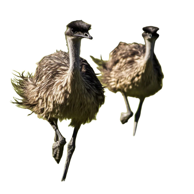 Emu Running Raw Vinyl Car Decal Sticker – Waterproof & UV-Resistant 4.0"