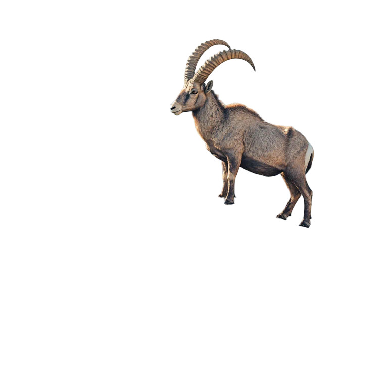 Ibex Mount Top Vinyl Car Decal Sticker – Waterproof & UV-Resistant 4.0"