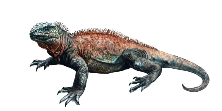 Marine Iguana Galapagos Vinyl Car Decal Sticker – Waterproof & UV-Resistant 8.0"