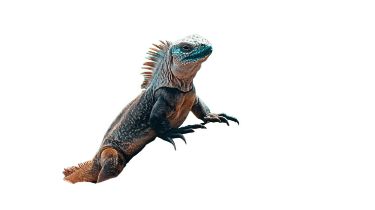 Marine Iguana Sun Rock Vinyl Car Decal Sticker – Waterproof & UV-Resistant 7.14"
