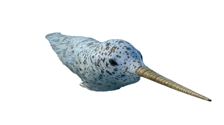 Narwhal Arctic Habitat Vinyl Car Decal Sticker – Waterproof & UV-Resistant 7.14"