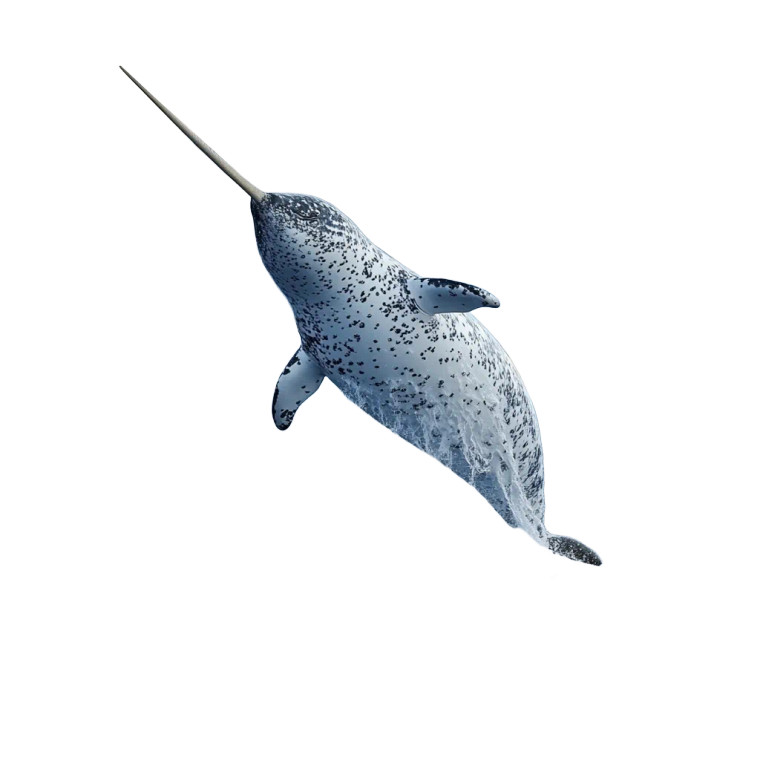 Narwhal Image Vinyl Car Decal Sticker – Waterproof & UV-Resistant 4.0"