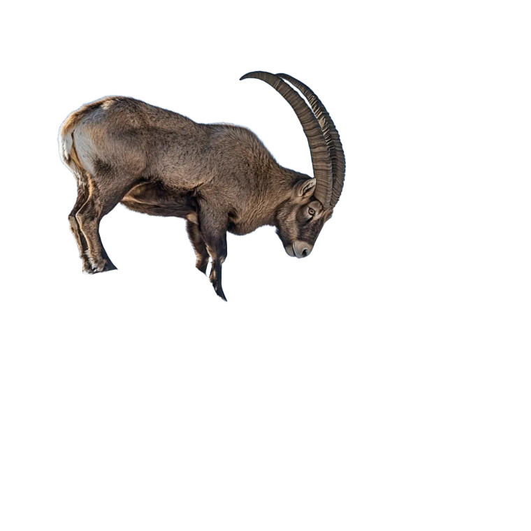 Old Alpine Ibex Swiss Alps Vinyl Car Decal Sticker – Waterproof & UV-Resistant 4.0"