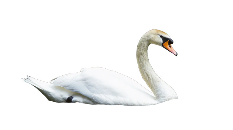 Old Swan Swimming Water Vinyl Car Decal Sticker – Waterproof & UV-Resistant 7.14"