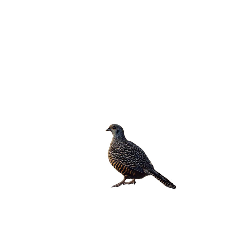 Quail Homestead Photo Vinyl Car Decal Sticker – Waterproof & UV-Resistant 4.0"
