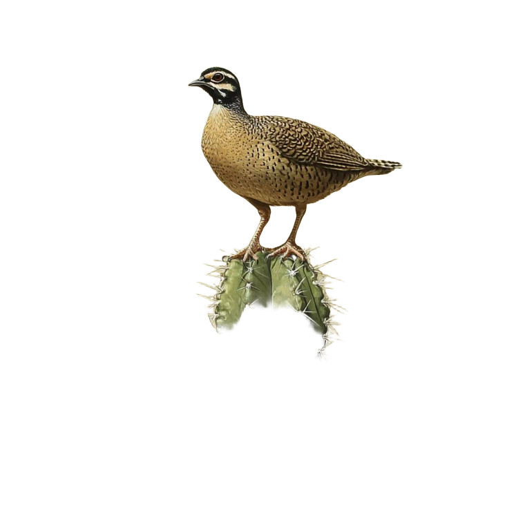 Quail On Cactus Vinyl Car Decal Sticker – Waterproof & UV-Resistant 4.0"