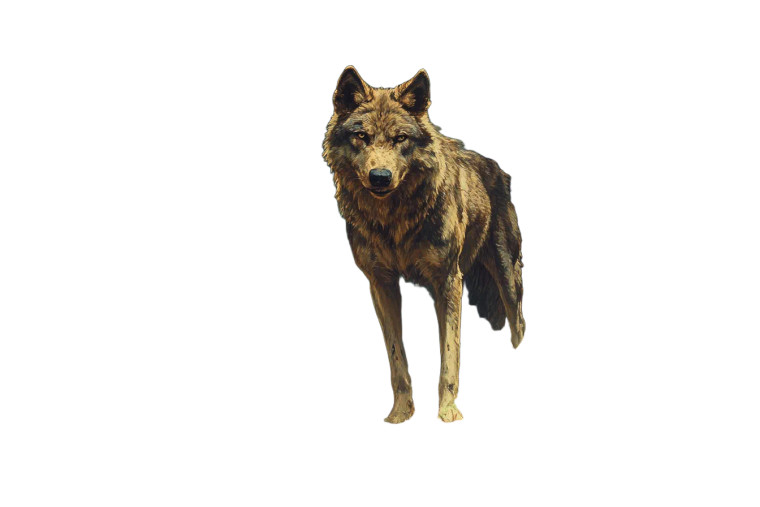 Giant Wolf Forest Frazetta Vinyl Car Decal Sticker – Waterproof & UV-Resistant 6.0"