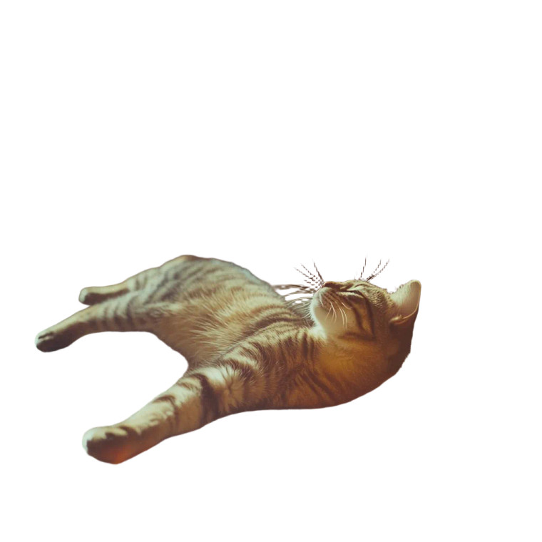 Tabby Cat Stretching Polaroid Vinyl Car Decal Sticker – Waterproof & UV-Resistant 4.0"