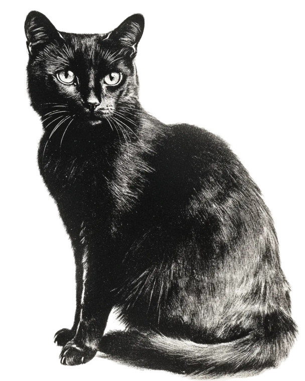 Vintage Black Cat Print Vinyl Car Decal Sticker – Waterproof & UV-Resistant 4.0"