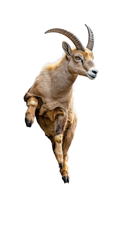 Walia Ibex Climbing Basalt Vinyl Car Decal Sticker – Waterproof & UV-Resistant 4.0"